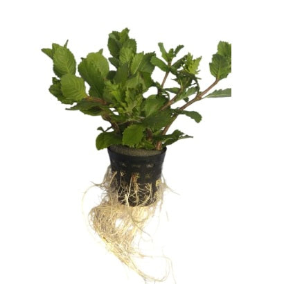 Hygrophila difformis Variegated – AP023