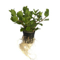 Hygrophila difformis Variegated – AP023