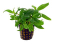 Staurogyne 'Porto velho' - AP032