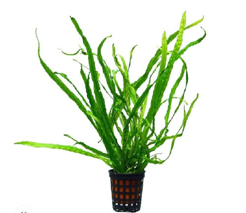 Microsorum pteropus 'Narrow Leaf' – AP101
