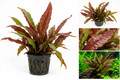 Microsorum sp. Red - AP150