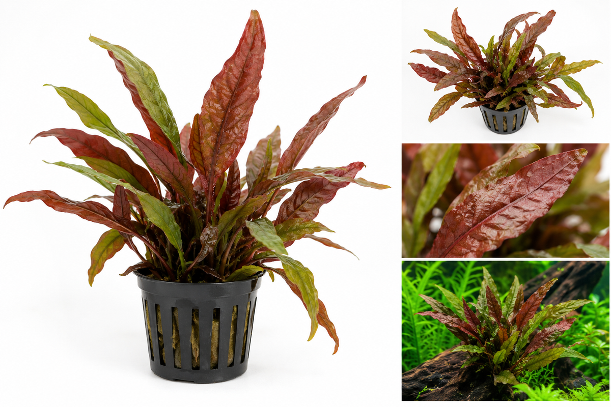 Microsorum sp. Red - AP150