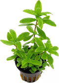 Hygrophila Lacustris - AP208
