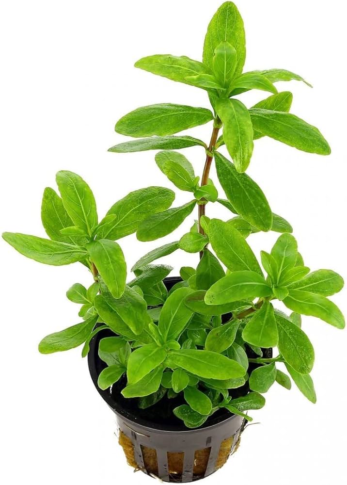 Hygrophila Lacustris - AP208