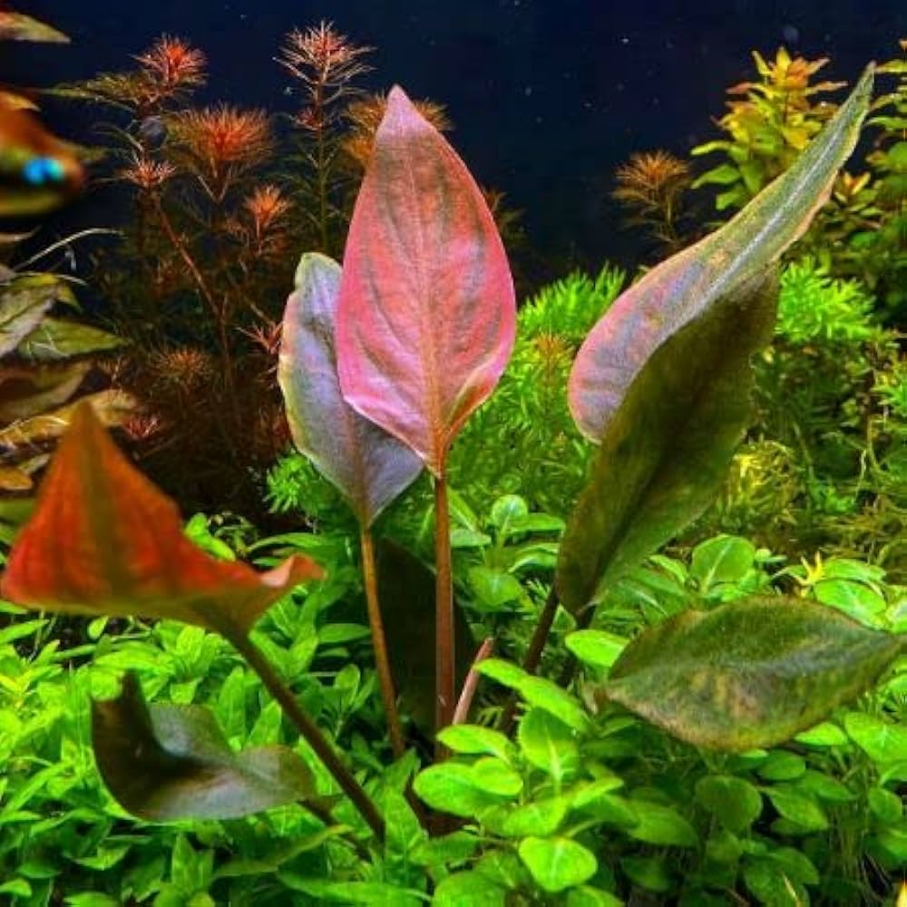 Lagenandra Meeboldii ‘Red’ (Vinaychandra) - AP217