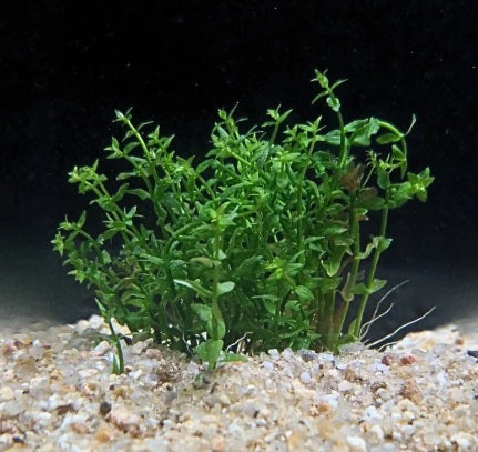 Gratiola viscidula - AP230