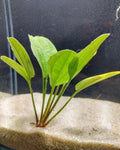 Echinodorus Harbich AP328
