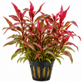 Persicaria sp. ‘Sao Paulo Red’ - AP347
