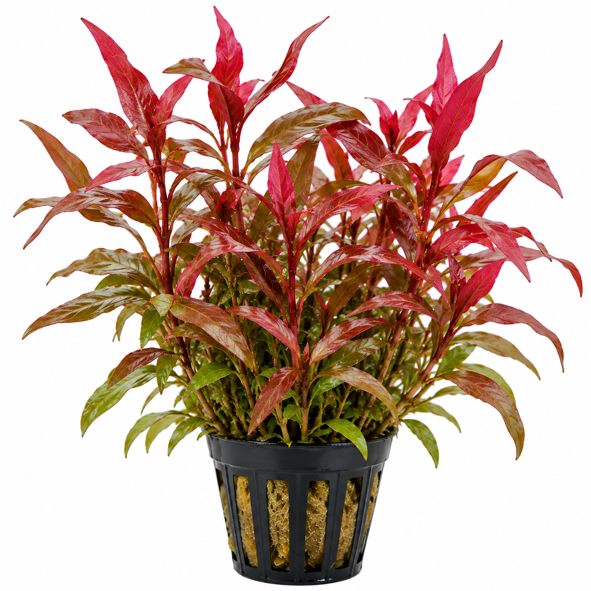 Persicaria sp. ‘Sao Paulo Red’ - AP347