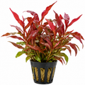 Persicaria sp Red - AP348