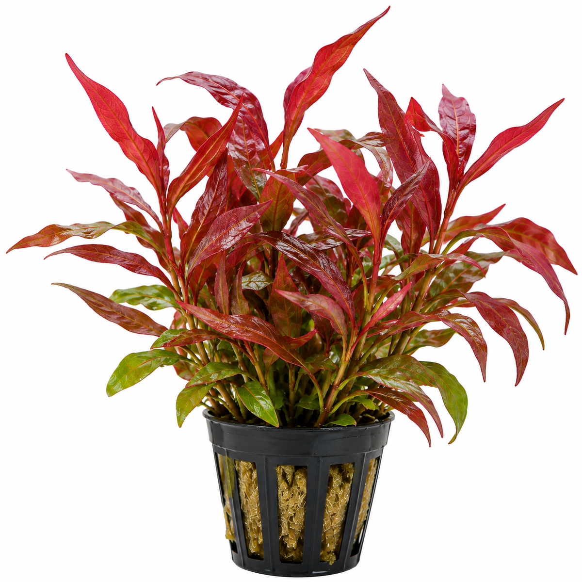 Persicaria sp Red - AP348