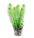 Pogostemon Erectus - AP405
