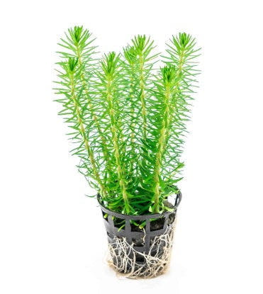 Pogostemon Erectus - AP405