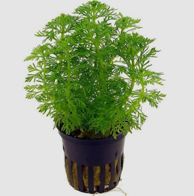Limnophila sessiliflora - AP415