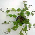 Cardamine Lyrata - AP420