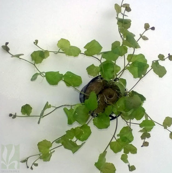 Cardamine Lyrata - AP420