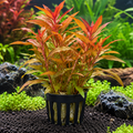 Ludwigia Inclinata Dark Orange – AP442