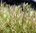 Rotala Wayanad New AP460