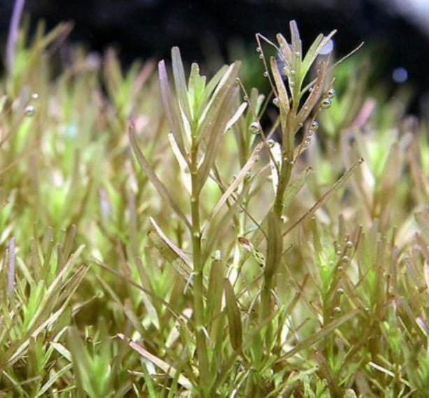 Rotala Wayanad New AP460