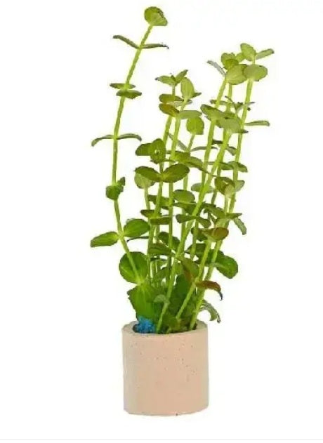 Lindernia anagallis - AP461