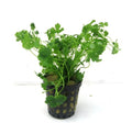 Hydrocotyle Martima - AP475