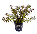 Limnophila aromatica Mini - AP481