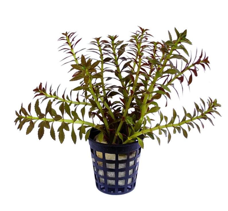 Limnophila aromatica Mini - AP481