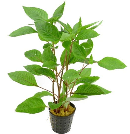 Hygrophila Cherry Leaf – AP492