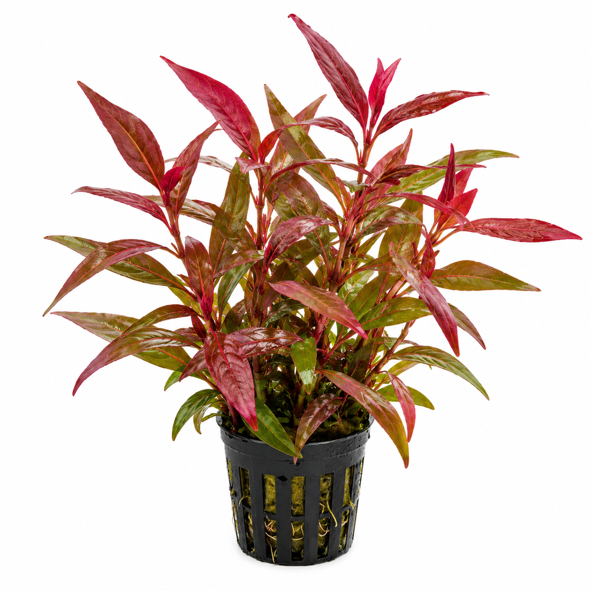 Persicaria sp. ‘Star Red’ - AP493