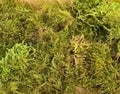 Live Sphagnum Moss - AP613