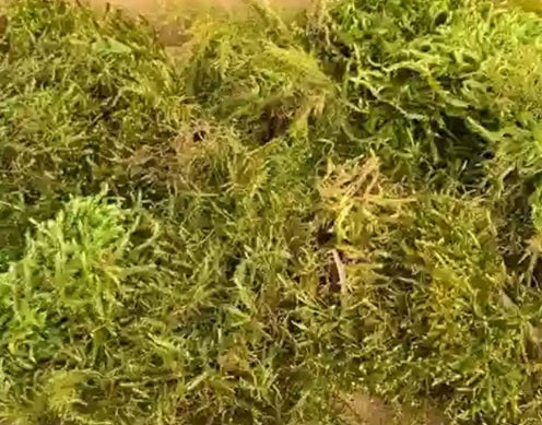 Live Sphagnum Moss - AP613