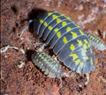 Gestroi Isopods – Armadillidium gestroi- Pack of 5