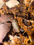 Peraccae Isopods – Armadillidium peraccae - Pack of 5
