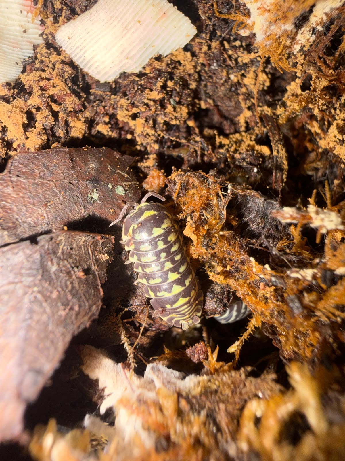 Peraccae Isopods – Armadillidium peraccae - Pack of 5