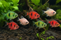 Assorted Balloon Barbs – Colour Mix