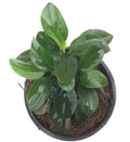 Anubias 'petite' - B20C