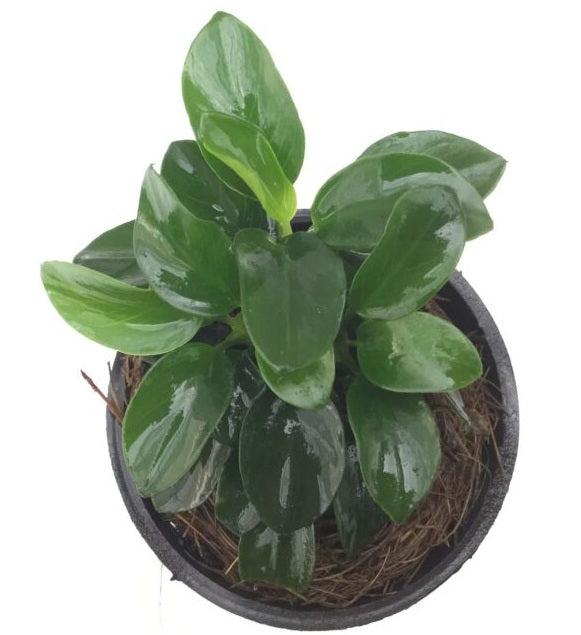 Anubias 'petite' - B20C