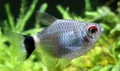 Balloon Red Eye Tetra