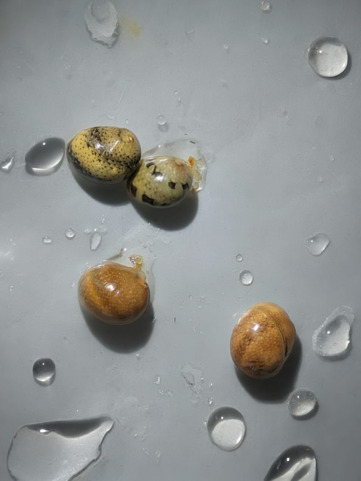 Batik Nerite Snail