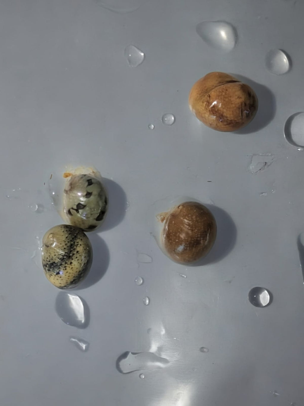 Batik Nerite Snail