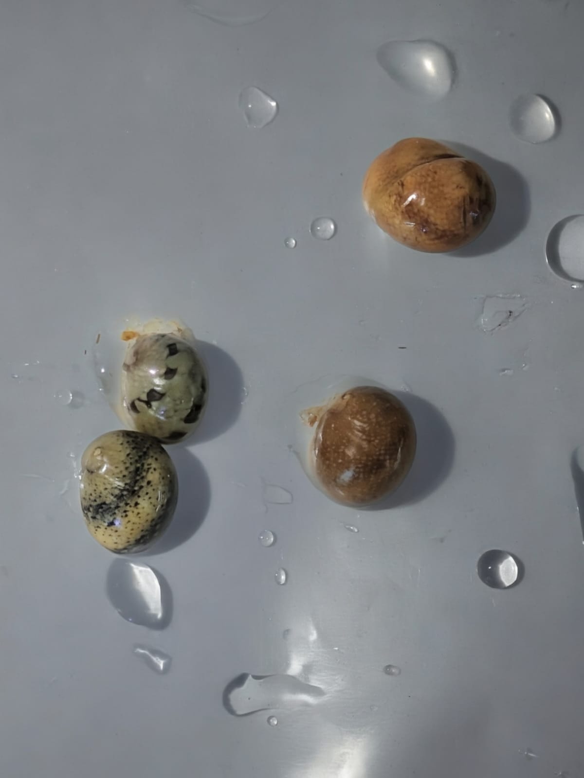 Batik Nerite Snail