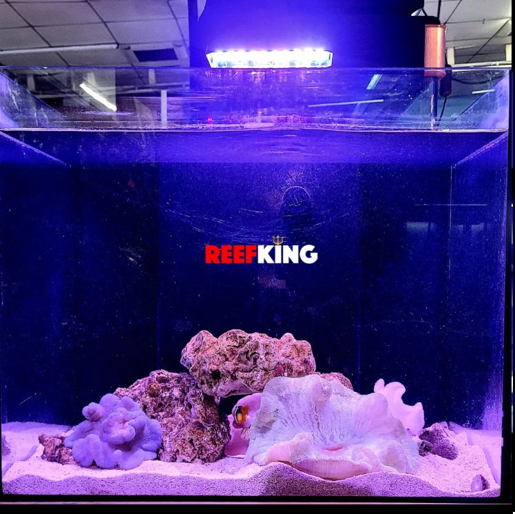 Reefking Blenny Nano Marine Light for FOWLR Systems