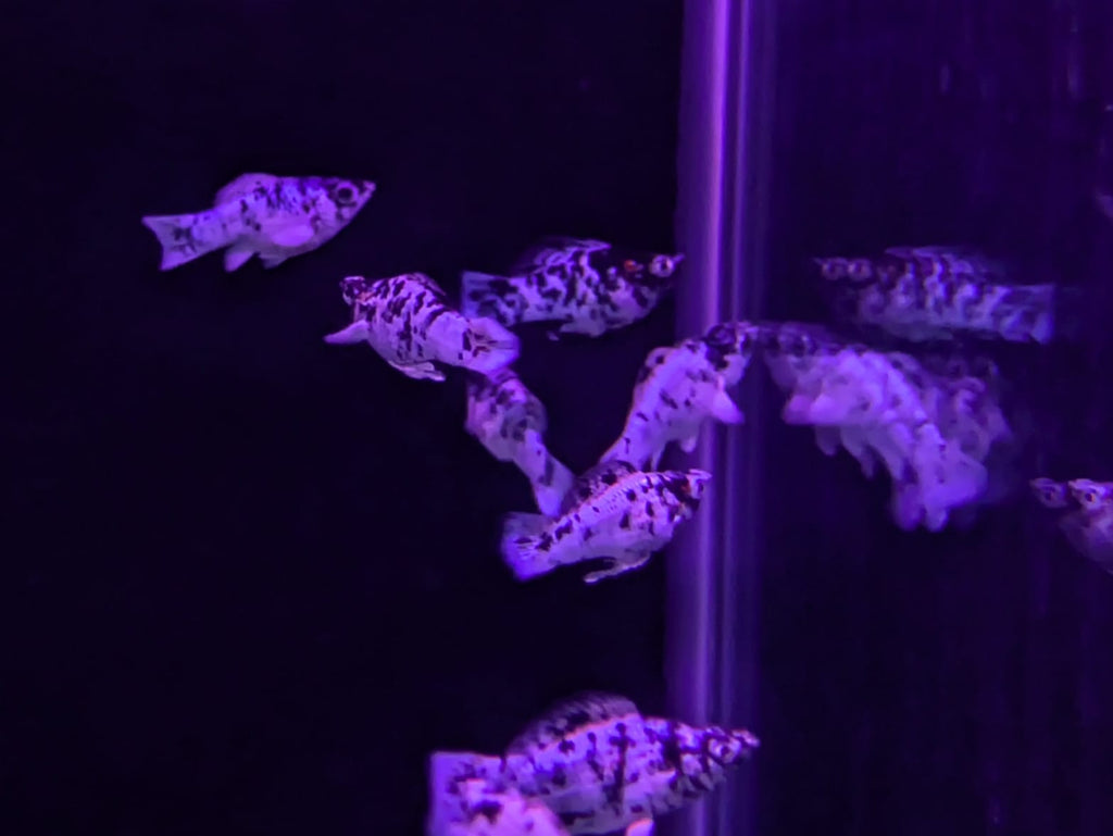 Dalmatian Molly