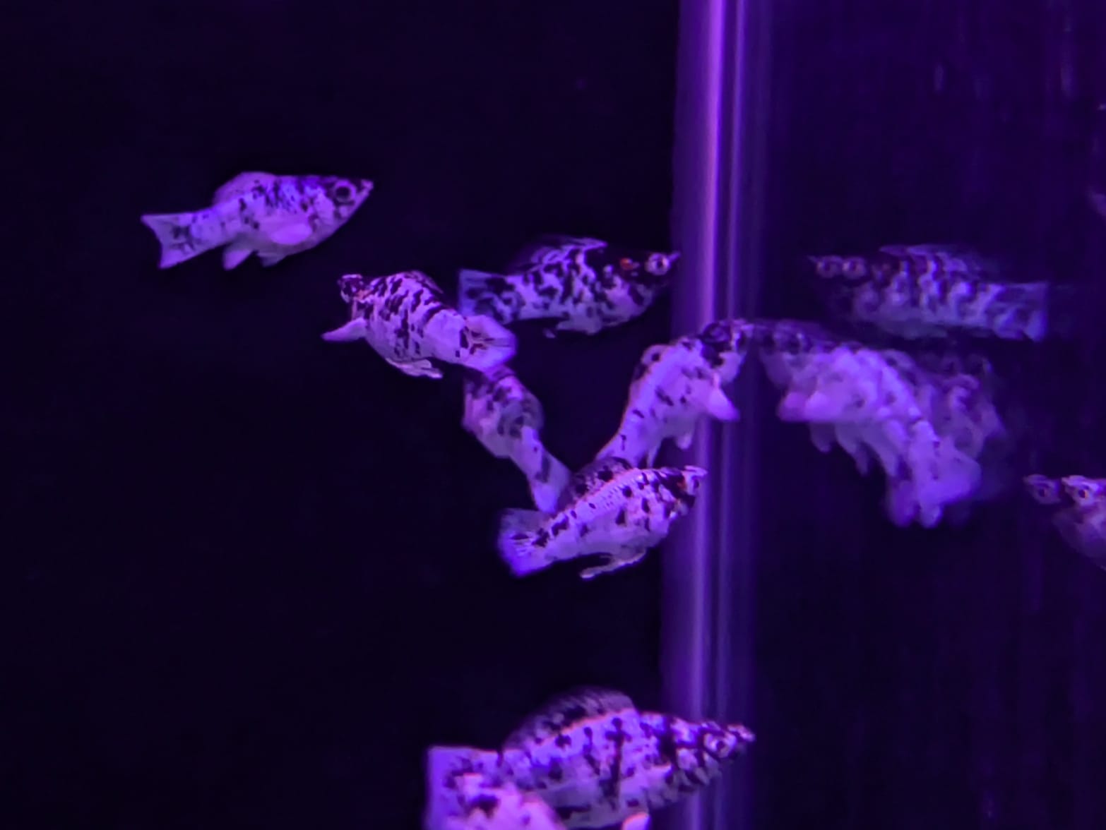 Dalmatian Molly