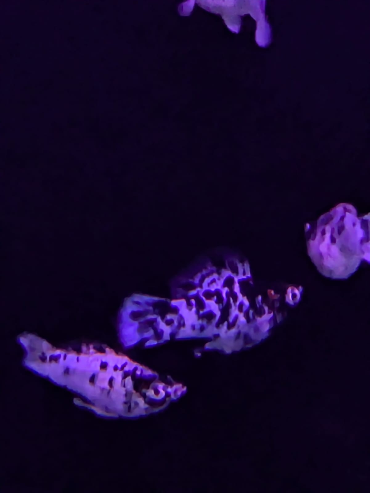 Dalmatian Molly
