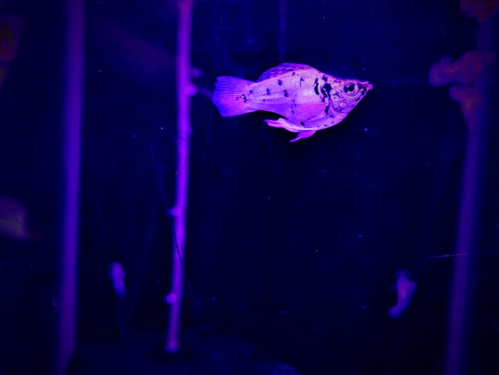 Dalmatian Molly