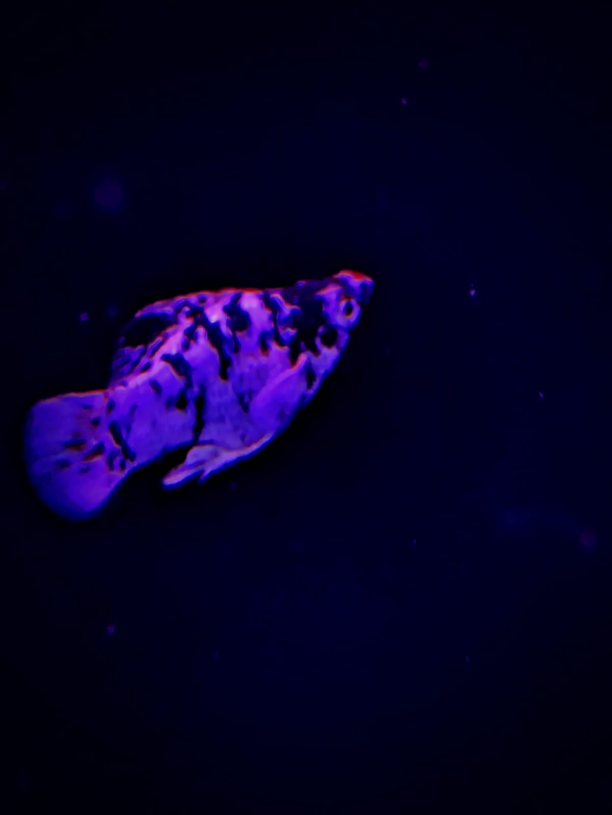 Dalmatian Molly