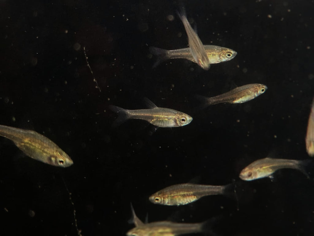 Horadandia Atukorali