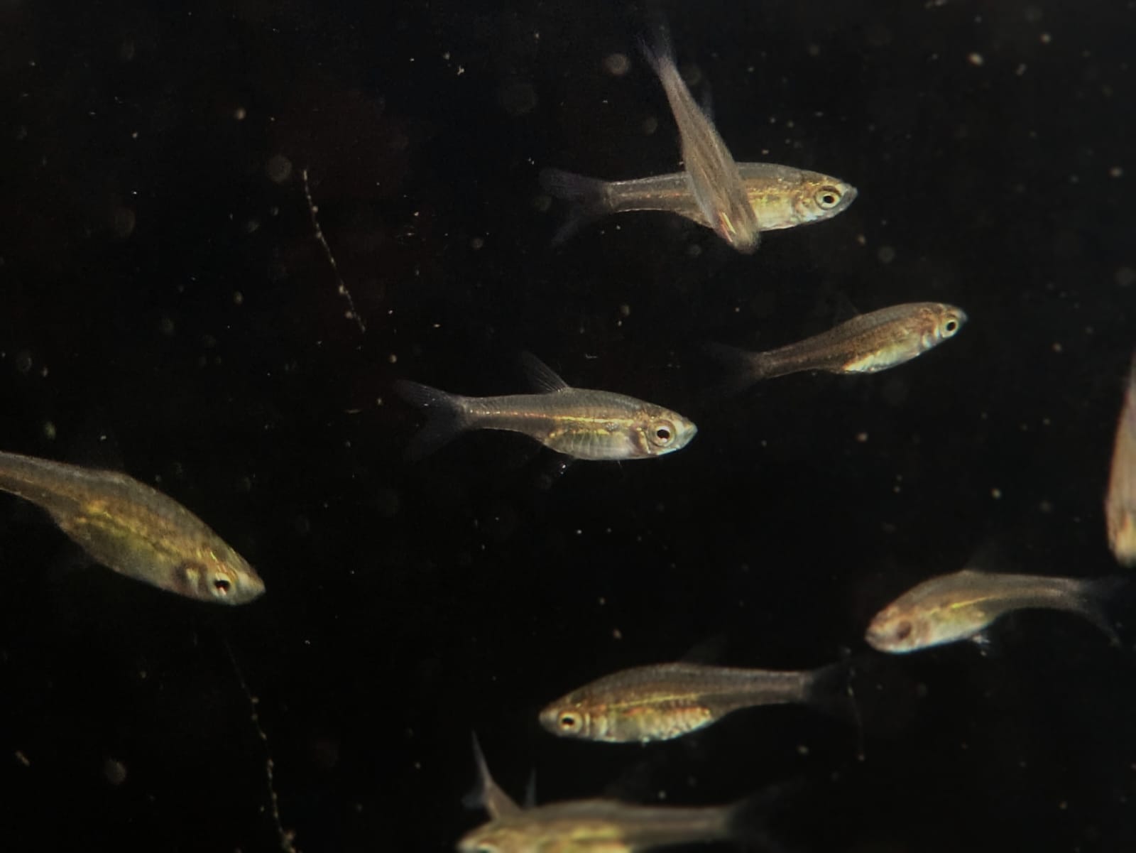 Horadandia Atukorali