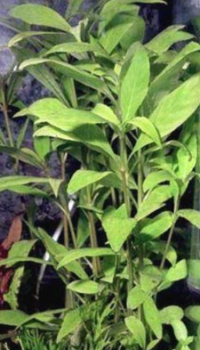 Hygrophila salicifolia – Pot Plant